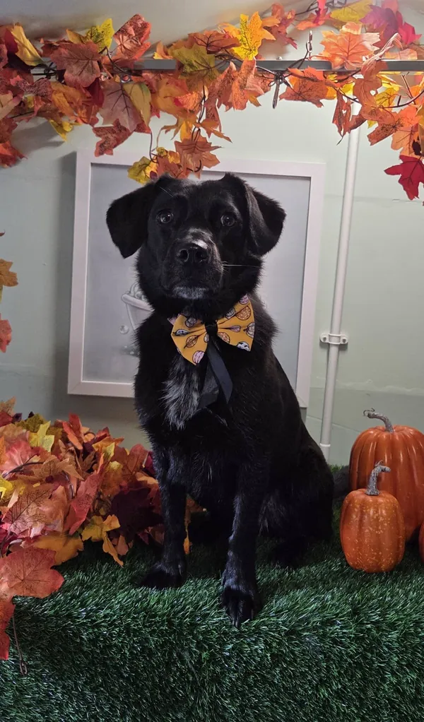 A black dog in a pumpkin bow tie sitting beside pumpkins