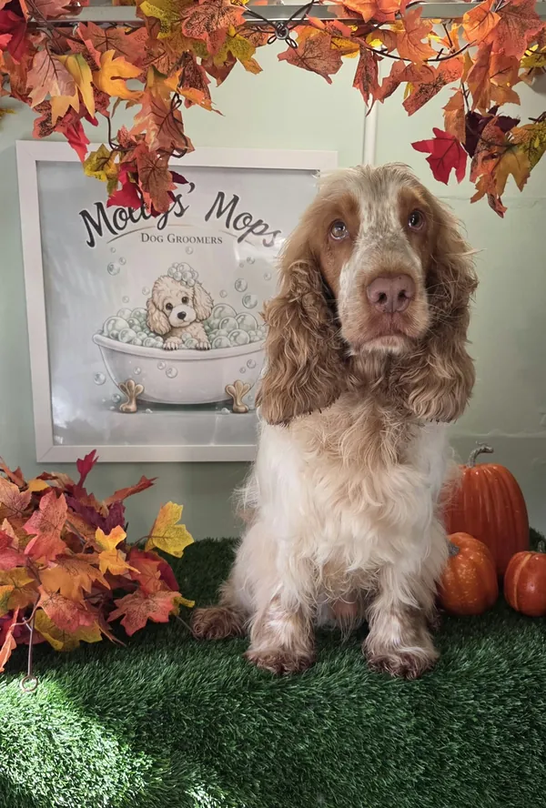 An orange roan cocker spaniel sitting in front of the Mollys' Mops Dog Groomers sign