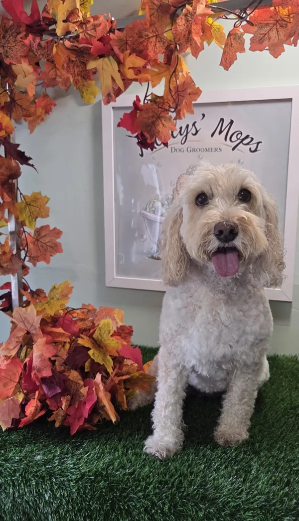 A happy cream cockapoo with its tongue out after a full groom