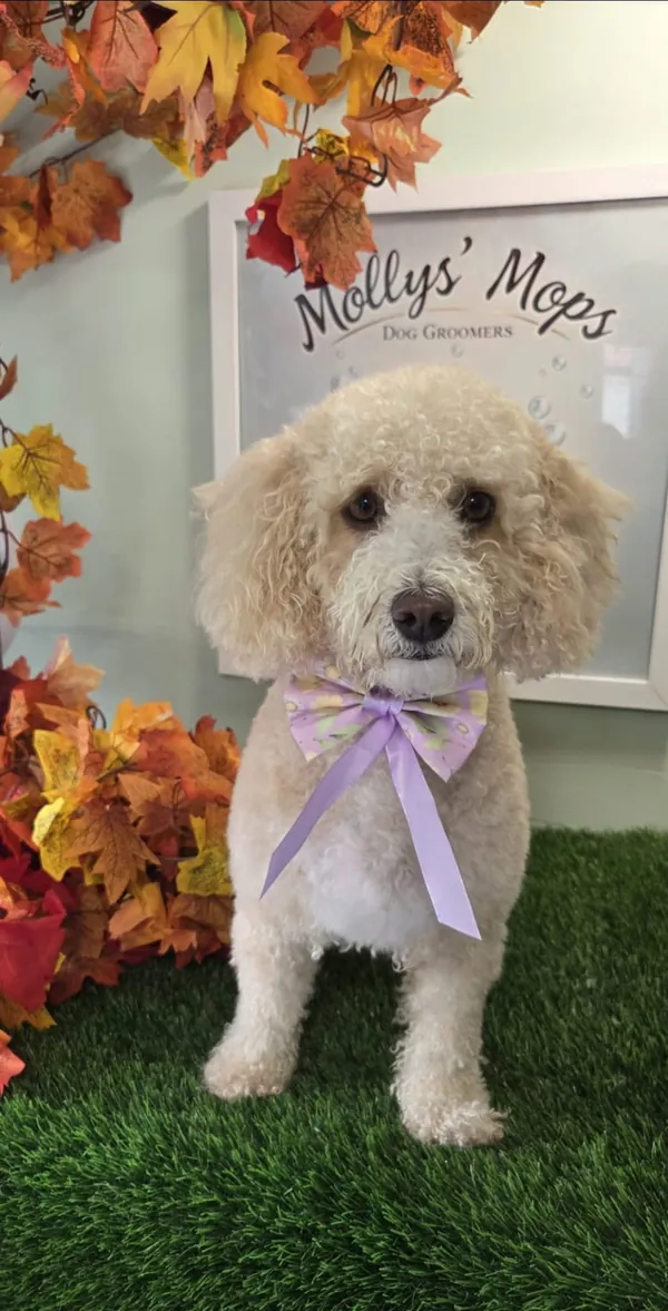 A cream curly-coated dog in a lilac bow after an in between groom