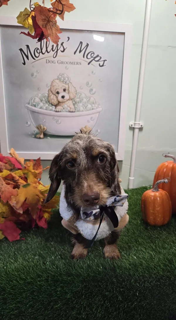 A wire-haired dachshund wrapped in a fluffy towel with a bow tie, in front of the Mollys' Mops poster