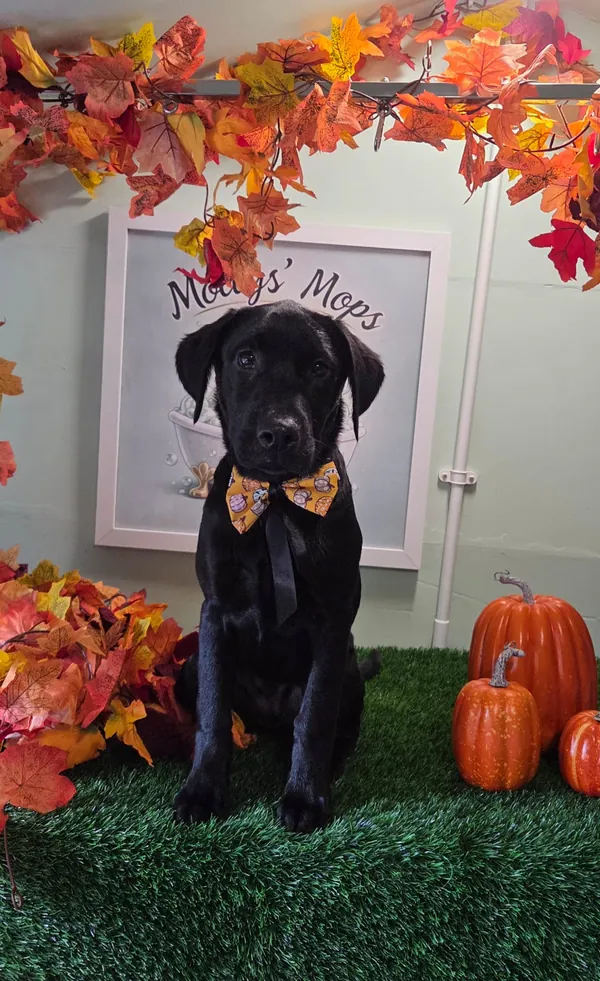 A black Labrador puppy in a pumpkin bow tie beside pumpkins