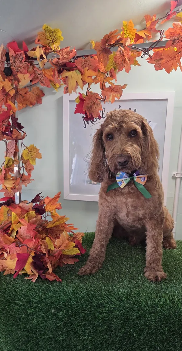 A red curly-coated dog in a bow tie under autumn leaves