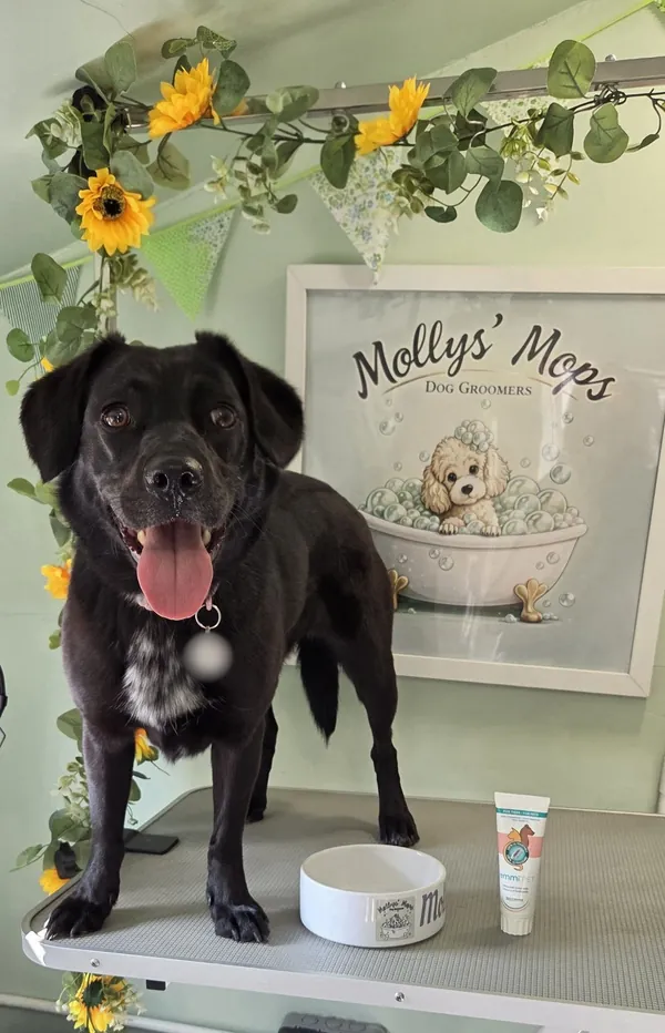 A happy black dog on the grooming table under sunflowers