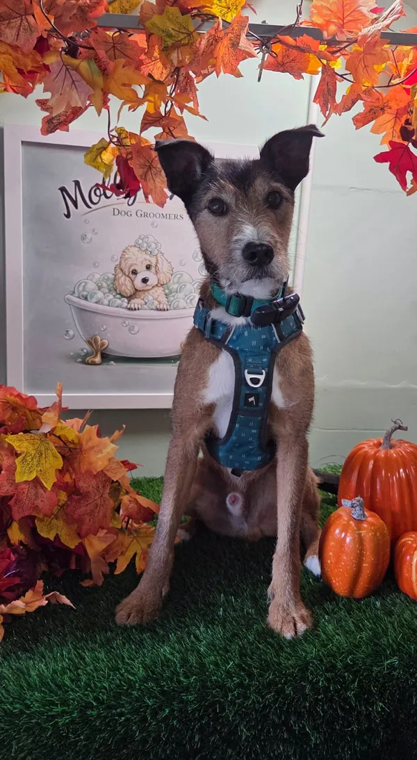 A terrier in a teal harness sitting up straight after a groom