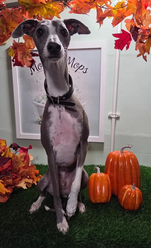 A grey and white whippet who comes in for teeth cleaning, sitting beside pumpkins